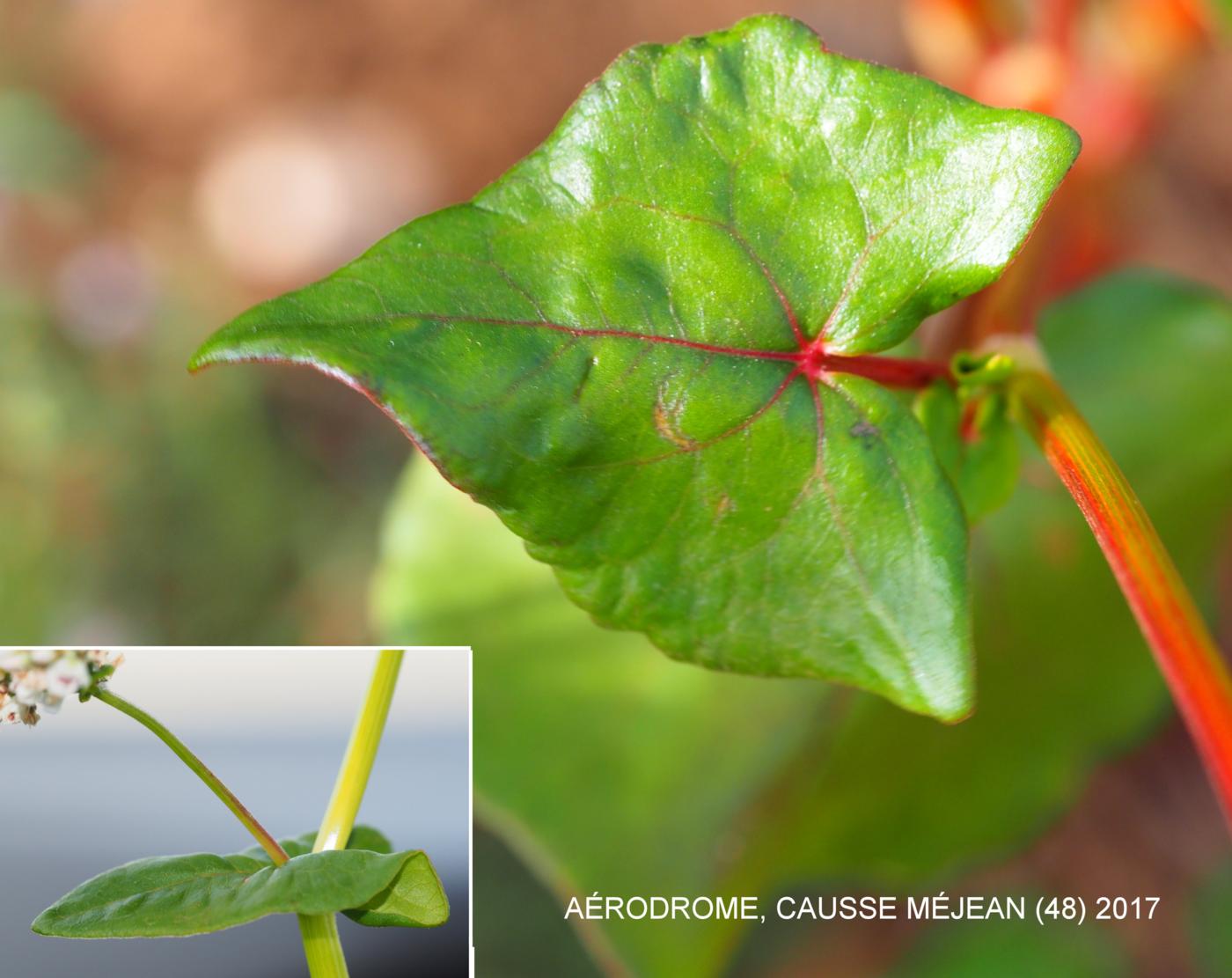 Buckwheat leaf